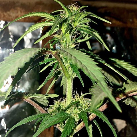 Indica  growlog photo: Después de la poda, abono orgánico, vitamina c y hierro / agua con azúcar 