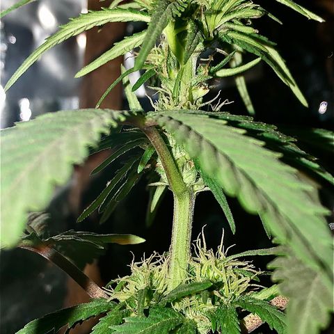 Indica  growlog photo: Después de la poda, abono orgánico, vitamina c y hierro / agua con azúcar 