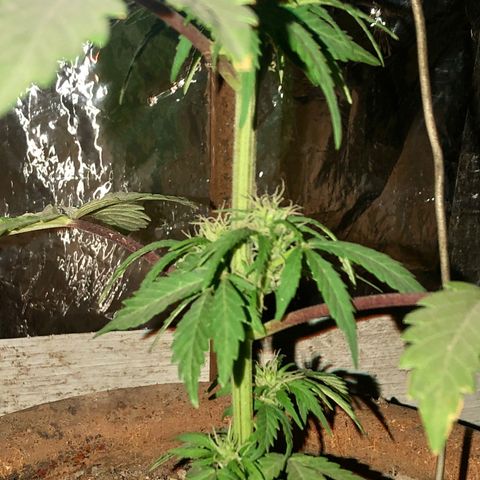 Indica  growlog photo: Después de la poda, abono orgánico, vitamina c y hierro / agua con azúcar 
