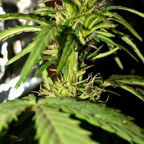 Indica  growlog photo: Después de la poda, abono orgánico, vitamina c y hierro / agua con azúcar 