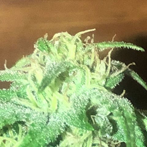 Indica  growlog photo: Antes de fertilizar para cosechar 