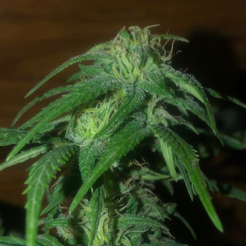 Indica  growlog photo: Antes de fertilizar para cosechar 