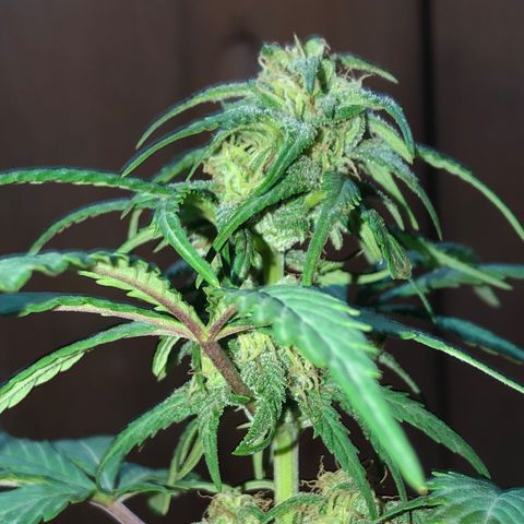Indica  growlog photo: Antes de fertilizar para cosechar 