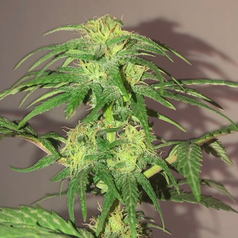 Indica  growlog photo: Antes de fertilizar para cosechar 