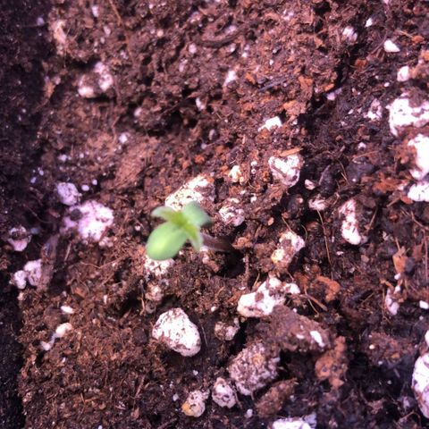 Pink rozay  growlog photo: 23:22