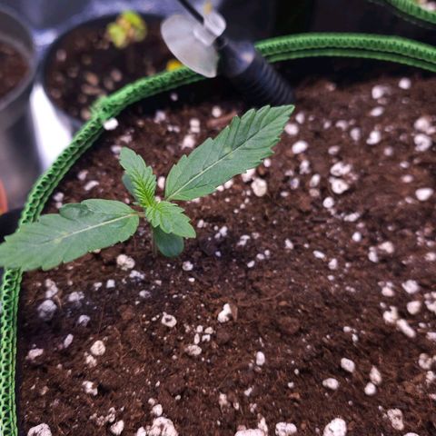 Pink rozay  growlog timeline photo