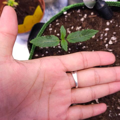 Pink rozay  growlog timeline photo