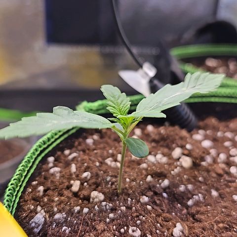 Pink rozay  growlog photo: 10:00//20:00