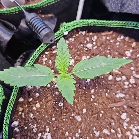 Pink rozay  growlog photo: 10:00//20:00