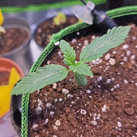 Pink rozay  growlog photo: 10:00//20:00