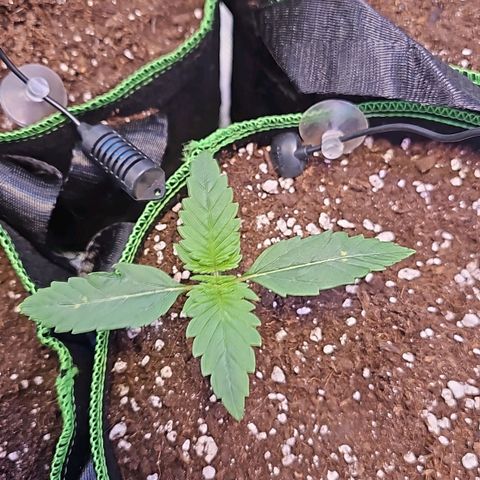 Pink rozay  growlog timeline photo