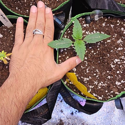 Pink rozay  growlog timeline photo