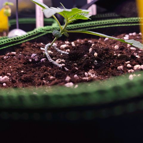 Pink rozay  growlog timeline photo