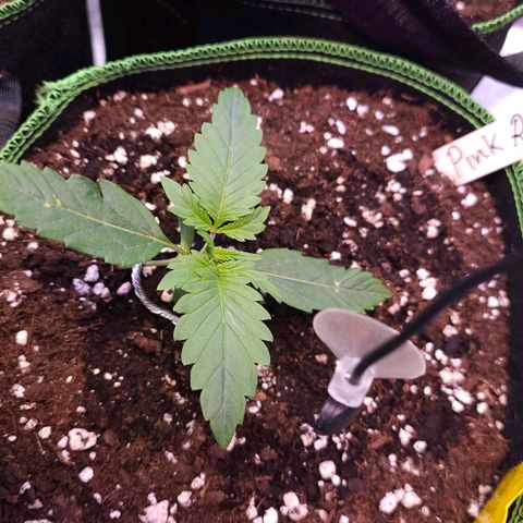 Pink rozay  growlog timeline photo