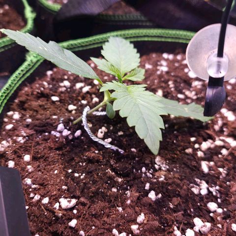 Pink rozay  growlog timeline photo