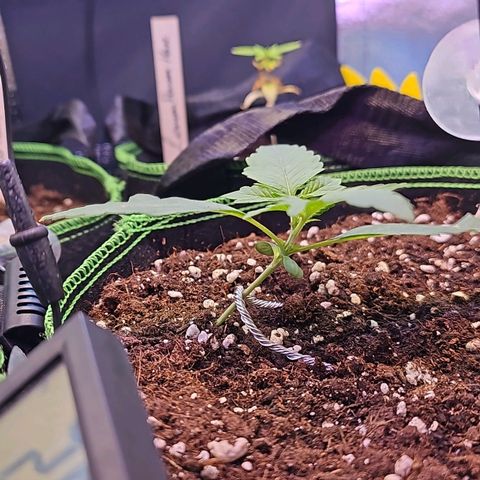 Pink rozay  growlog timeline photo