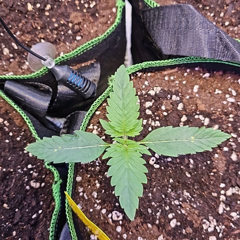 Pink rozay  growlog timeline photo