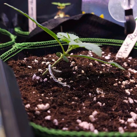 Pink rozay  growlog timeline photo
