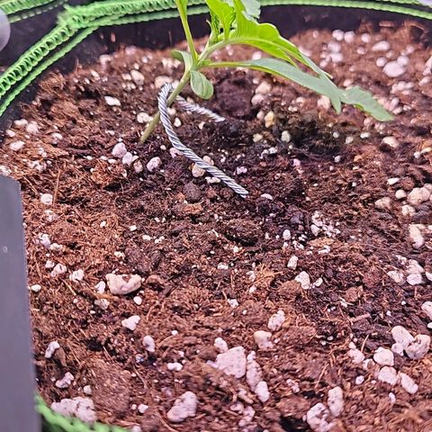Pink rozay  growlog timeline photo