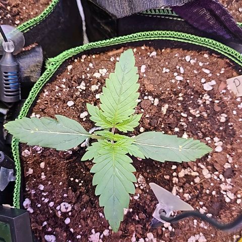Pink rozay  growlog timeline photo