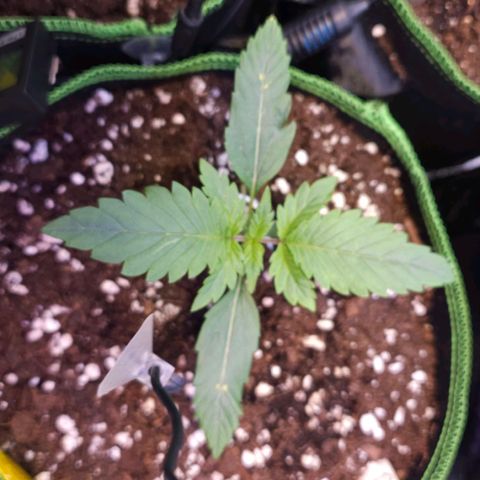 Pink rozay  growlog timeline photo
