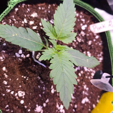 Pink rozay  growlog timeline photo