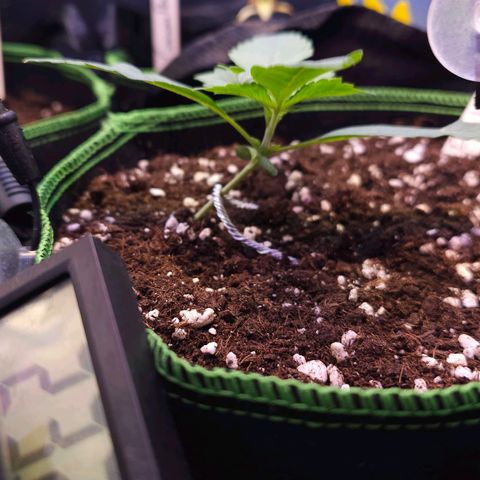 Pink rozay  growlog timeline photo
