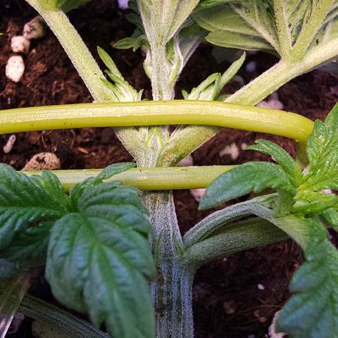 Pink rozay  growlog timeline photo