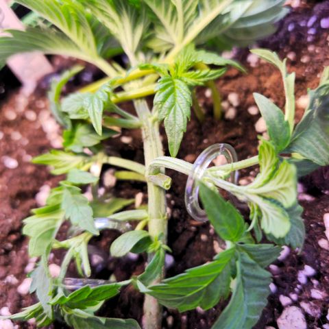 Pink rozay  growlog timeline photo