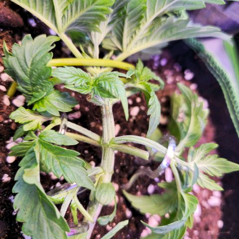 Pink rozay  growlog timeline photo