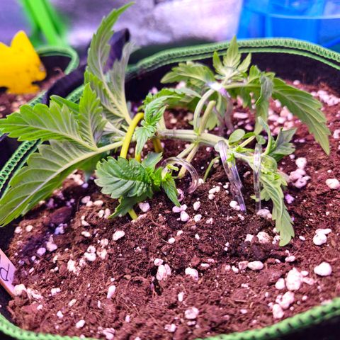 Pink rozay  growlog timeline photo