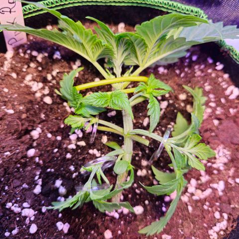 Pink rozay  growlog timeline photo