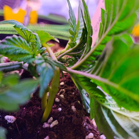 Pink rozay  growlog timeline photo
