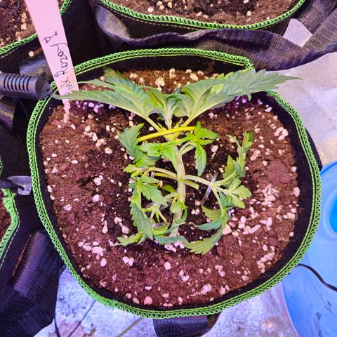 Pink rozay  growlog timeline photo