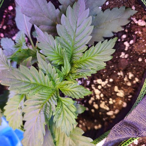 Pink rozay  growlog timeline photo
