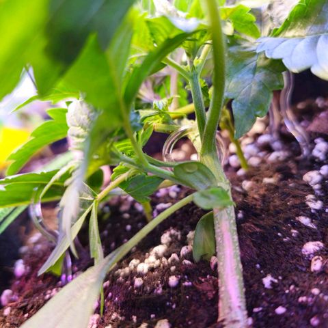 Pink rozay  growlog timeline photo
