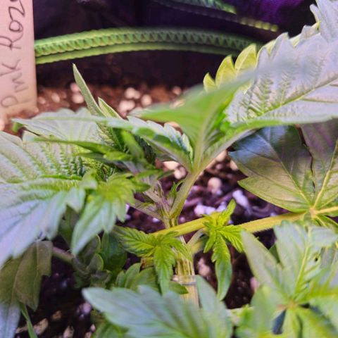 Pink rozay  growlog timeline photo