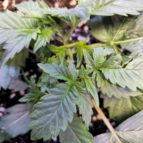 Pink rozay  growlog timeline photo