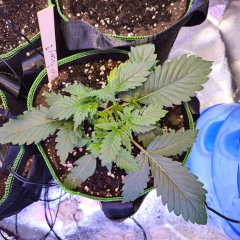 Pink rozay  growlog timeline photo