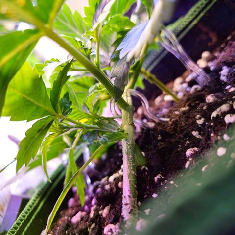 Pink rozay  growlog timeline photo