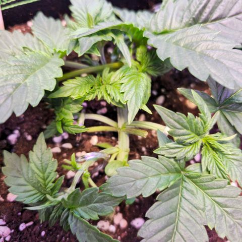 Pink rozay  growlog timeline photo
