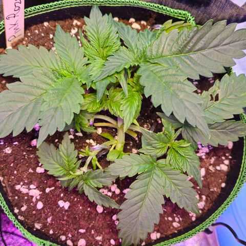 Pink rozay  growlog timeline photo