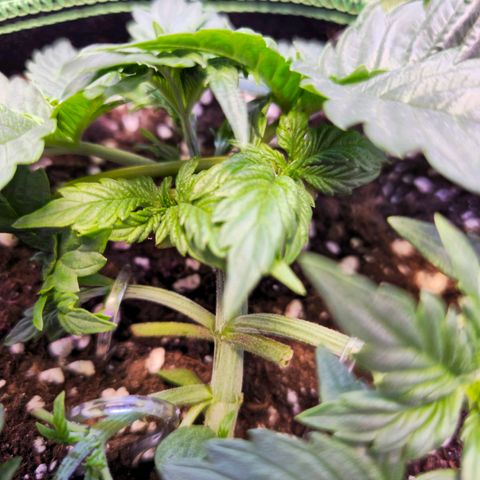 Pink rozay  growlog timeline photo