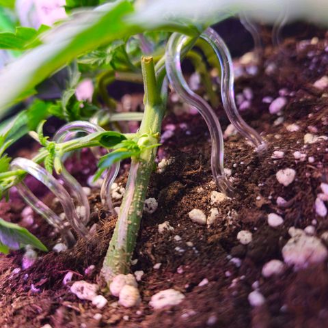 Pink rozay  growlog timeline photo