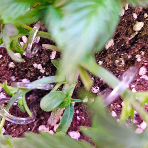 Pink rozay  growlog timeline photo