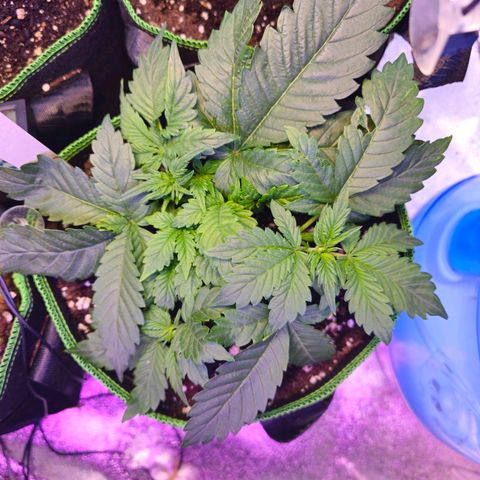 Pink rozay  growlog timeline photo