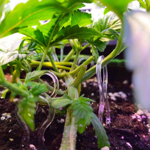 Pink rozay  growlog timeline photo