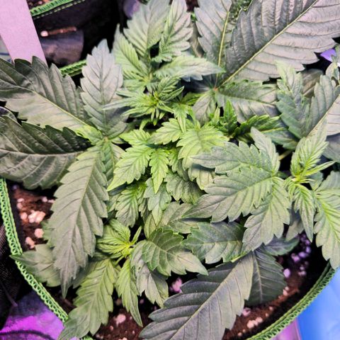 Pink rozay  growlog timeline photo
