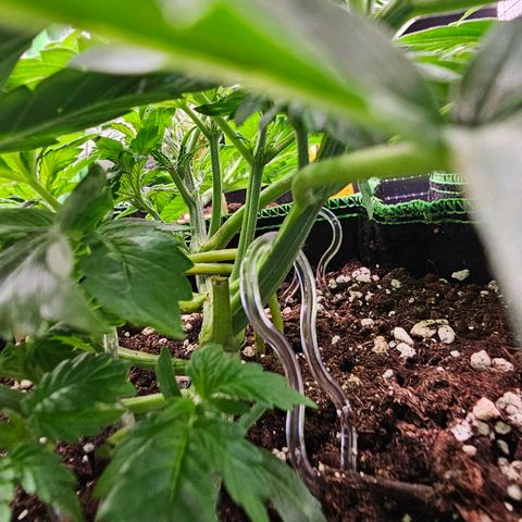 Pink rozay  growlog timeline photo