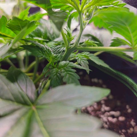 Pink rozay  growlog timeline photo